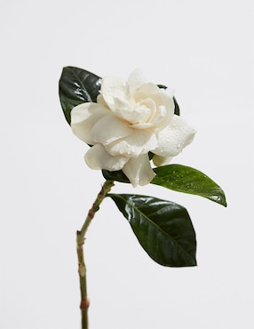 Eau de toilette Adolfo Dominguez Agua Fresca De Gardenia para mujer