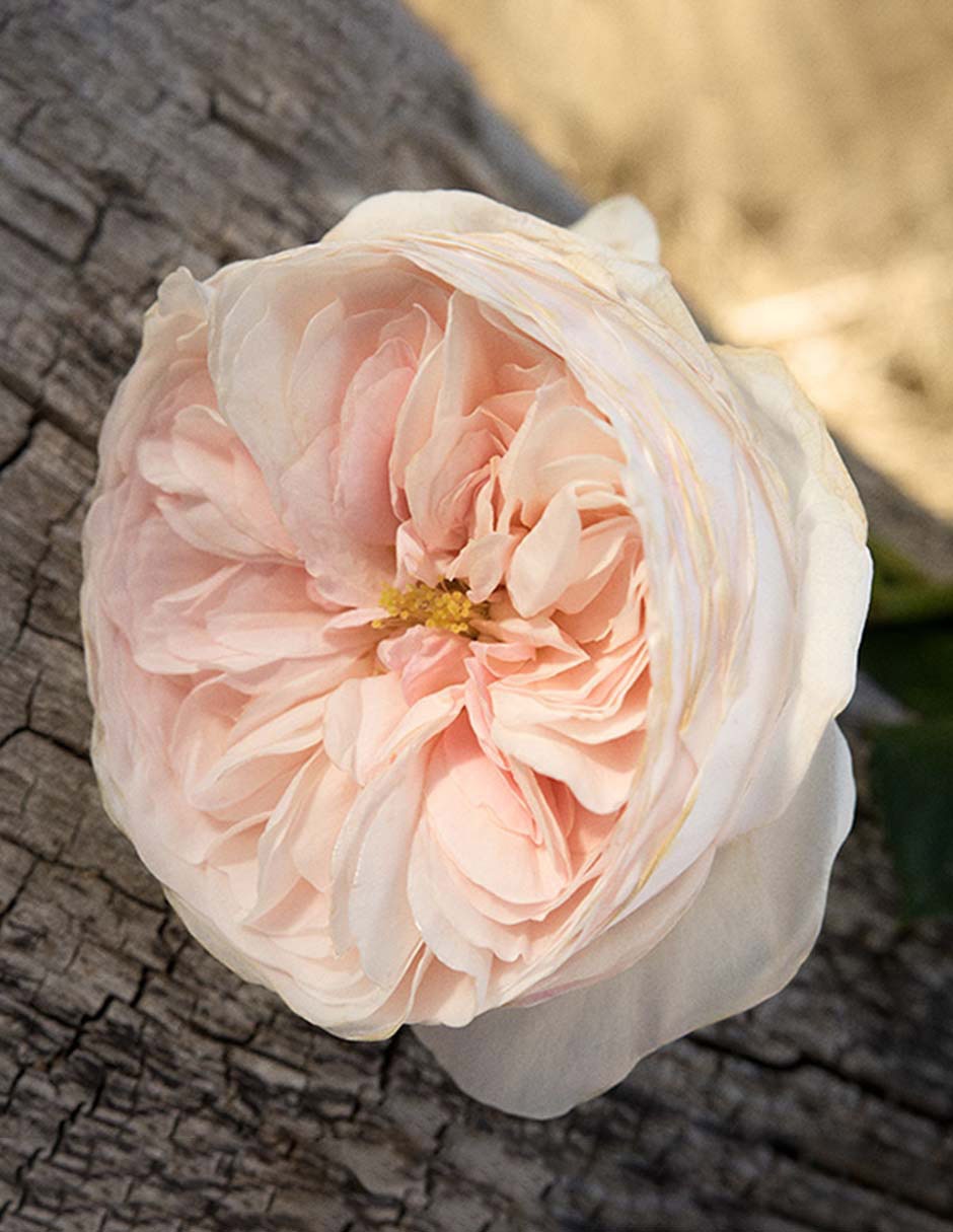 Eau de parfum Romance para mujer 4