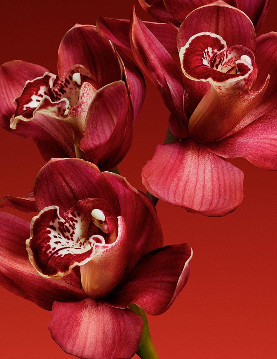 Eau de parfum My Euphoria para mujer 3